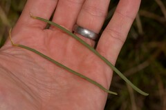 Acacia