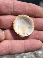 Dallocardia muricata
