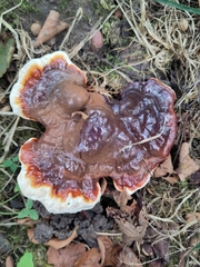 Ganoderma lucidum