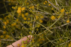Acacia