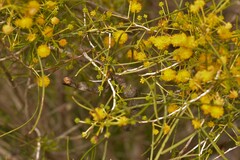 Acacia