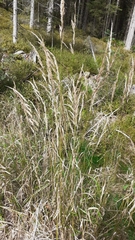 Calamagrostis epigejos