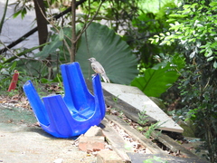 Copsychus malabaricus