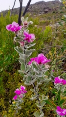 Podalyria calyptrata