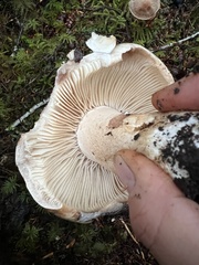 Russula nigricans