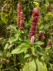 Phytolacca