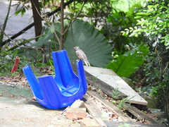 Copsychus malabaricus