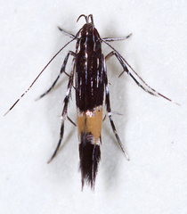 Cosmopterix lespedezae