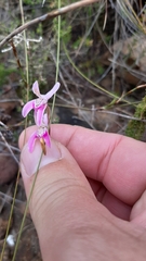 Disa bifida