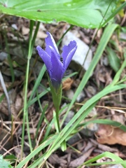 Gentianopsis ciliata ciliata