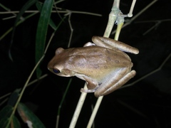 Polypedates leucomystax