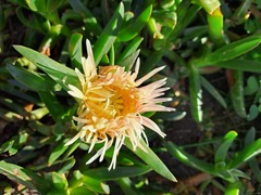 Carpobrotus edulis