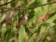 Conopophila rufogularis