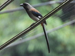 Dendrocitta formosae