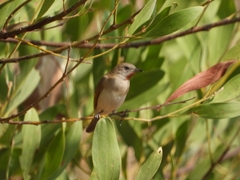 Conopophila rufogularis