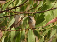 Conopophila rufogularis