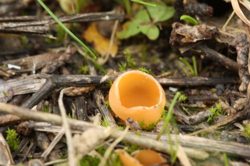 Geopyxis majalis image