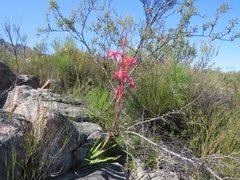 Watsonia