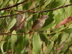 Conopophila rufogularis