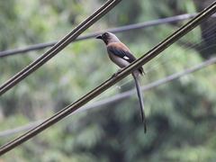 Dendrocitta formosae