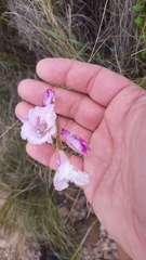 Gladiolus gracilis