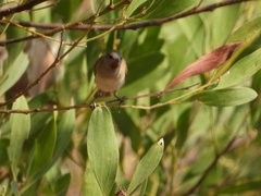 Conopophila rufogularis