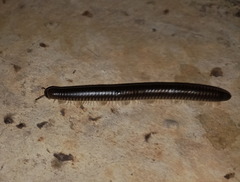 Pachyiulus flavipes