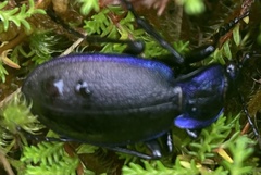 Carabus problematicus