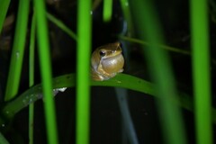 Litoria fallax