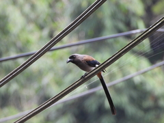 Dendrocitta formosae