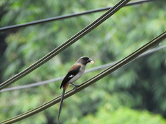 Dendrocitta formosae