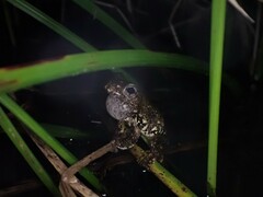 Litoria peronii