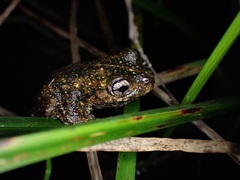 Litoria peronii