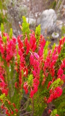 Erica plukenetii