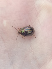 Chrysolina americana