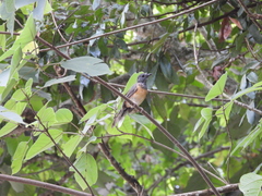 Copsychus malabaricus