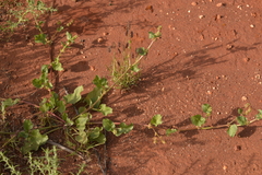 Rumex hypogaeus