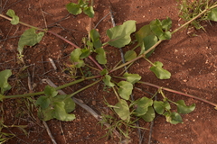 Rumex hypogaeus