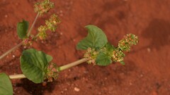 Rumex hypogaeus