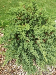 Juniperus communis