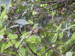 Copsychus malabaricus