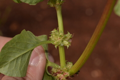 Rumex hypogaeus