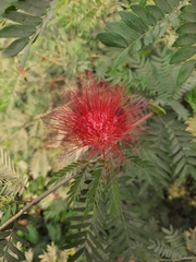 Calliandra