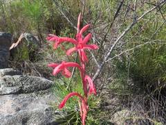 Watsonia