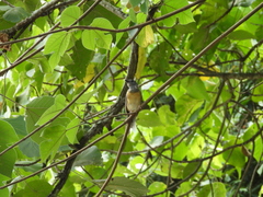Copsychus malabaricus