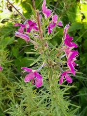 Chamaenerion dodonaei