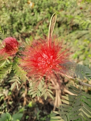 Calliandra