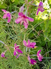 Chamaenerion dodonaei