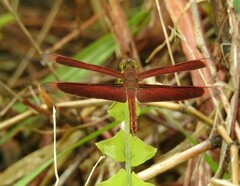 Neurothemis stigmatizans