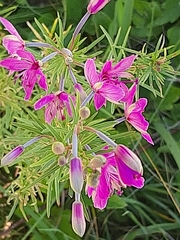 Chamaenerion dodonaei